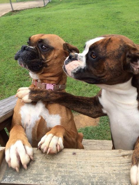 Boxer Breed, Boxer Dogs Funny, Best Guard Dogs, Dog Cuddles, Funny Boxer, Dog White, Boxer (dog), Boxer Puppy, Boxer Puppies