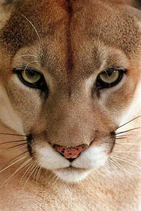 Cougar My fav ♥ Mountain Lion, Majestic Animals, Cheetahs, Appaloosa, Quarter Horse, Animal Planet, Maine Coon, Nature Animals, Beautiful Cats