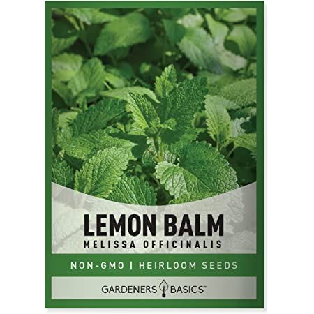 Lemon Balm Plant, Dog Safe Plants, Herbal Tea Garden, Tea Before Bed, Melissa Officinalis, Lemon Balm Tea, Healthy Digestive System, Perennial Herbs, Tea Garden