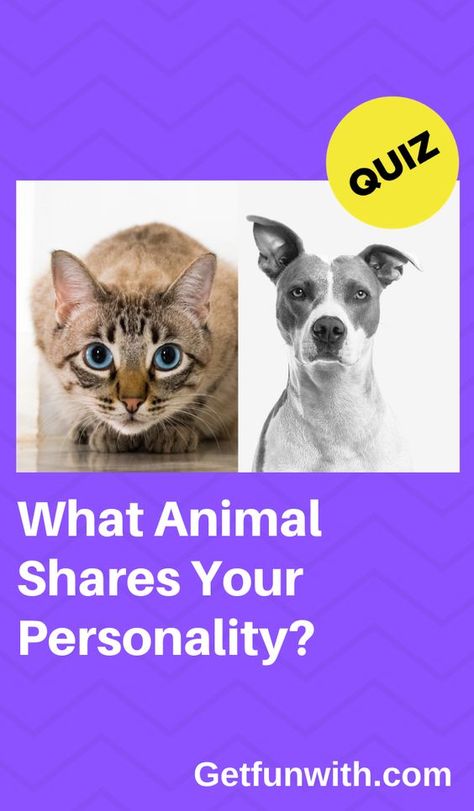 https://www.pinterest.com/pin/637470522276948869/ #quiz #quizzes #buzzfeed #triviaquestionsandanswers #quizzesbuzzfeed #trivia #quizzesforfun #funquiz #spiritanimal Spirit Animal Test, Buzzfeed Quizzes Love, Spirit Animal Quiz, Find Your Spirit Animal, Quizzes For Kids, What Animal Are You, Animal Quiz, Fun Quizzes To Take, Quizzes For Fun