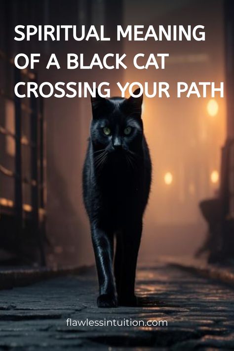 I’ve always been fascinated by the signs the universe sends us—like the time a sleek black cat crossed my path right before I received some life-changing news. Black Cat Crossing Your Path, Spiritual Meaning Of Black Cats, Black Cat Symbolism, Black Cat And White Cat Together, Witch Studying, Meaning Of Animals, Black Cat Meaning, Cat Symbolism, Witch Meaning