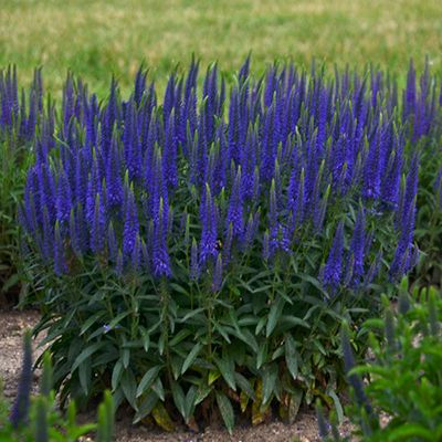 Top 10 Blue Perennials for Dreamy Gardens | Proven Winners Veronica Plant, Summer Blooming Flowers, Purple Salvia, Blooming Perennials, Long Blooming Perennials, Deer Resistant Plants, Yard Plants, Blue Plants, Alpine Plants