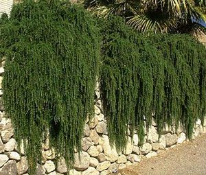 Trailing rosemary...easy to grow and a fast growing evergreen...can take the heat and the cold in Texas Creeping Rosemary, Trailing Rosemary, Texas Plants, Fast Growing Evergreens, Wax Plant, Alpine Garden, How To Attract Birds, Patio Landscaping, Plant Combinations