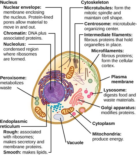 4.3: Eukaryotic Cells - Biology LibreTexts Typical Plant Cell, Plant Cell Parts, Animal Cell Parts, Cell Parts And Functions, Membran Sel, Cell Diagram, Prokaryotic Cell, Cells Worksheet, General Biology