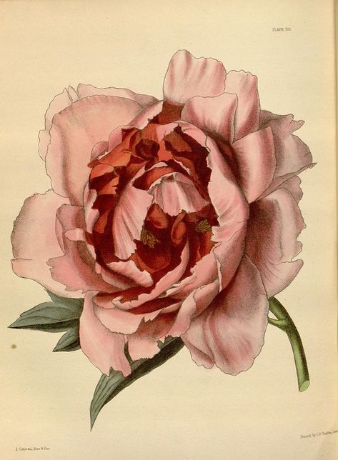 n120_w1150 | Paxton's flower garden London : Bradbury and Ev… | Flickr Moutan Peony, Botany Illustration, Iris Hantverk, Vintage Clip Art, Rosé Png, Rose Clipart, Rose Illustration, Peony Painting, Antique Illustration