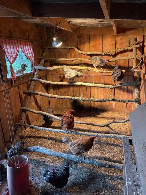 Chicken Coop Interior Ideas, Coop Interior, Poultry Farm Design, Traditional Lifestyle, Cute Chicken Coops, Chicken Coop Garden, Chicken Shed, Chicken Barn, Property Ideas