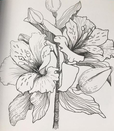 Lily Sketch, Peru Art, Pencil Flowers, Peruvian Lily, Ink Flowers, Peruvian Lilies, Botanical Line Drawing, Flower Line Drawings, Art Painting Tools