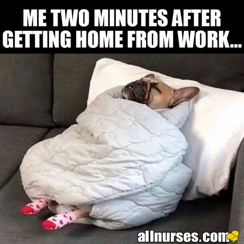 Bulldog Francese, Cute Animal Memes, Work Memes, Funny Animal Memes, Work Humor, Funny Animal Pictures, Dog Memes, Small Dog, Animal Memes