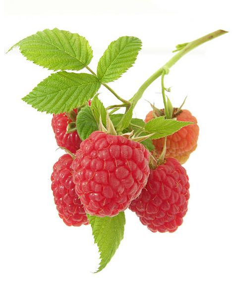 Herb Benefits, Rubus Idaeus, Raspberry Bush, Enchanted Woodland, Raspberry Leaf, Fruits Images, Drip Tip, Ornament Frame, Pyrex Glass