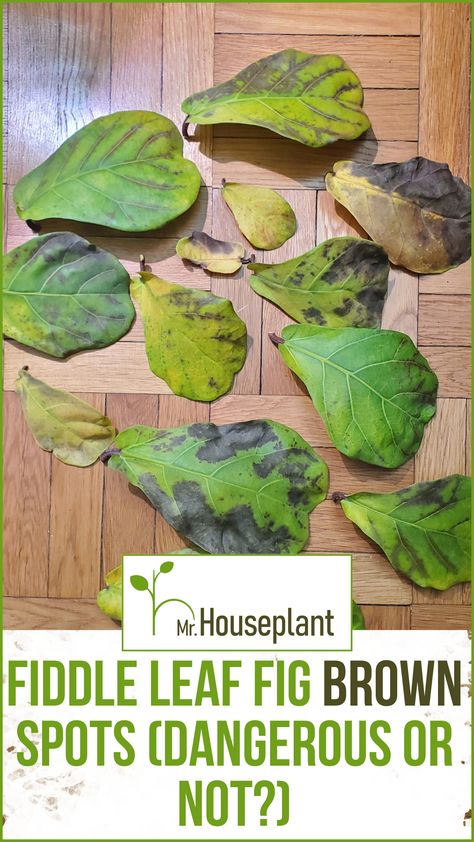 Brown spots on the leaves and the text on the top of it "Fiddle leaf fig brown spots dangerous or not" Fiddle Leaf Fig Plant, Fig Plant, Houseplant Care, Fiddle Fig, Leaf Plant, Fig Leaves, Brown Line, Fiddle Leaf, Fiddle Leaf Fig