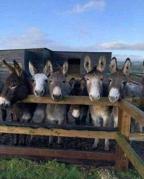 Cool Farm Animals, Donkey Shelter Ideas, Donkey Enclosure, Donkey Aesthetic, Fluffy Donkey, Donkey Pictures, Farm Donkey, Donkey Images, Horse Sanctuary