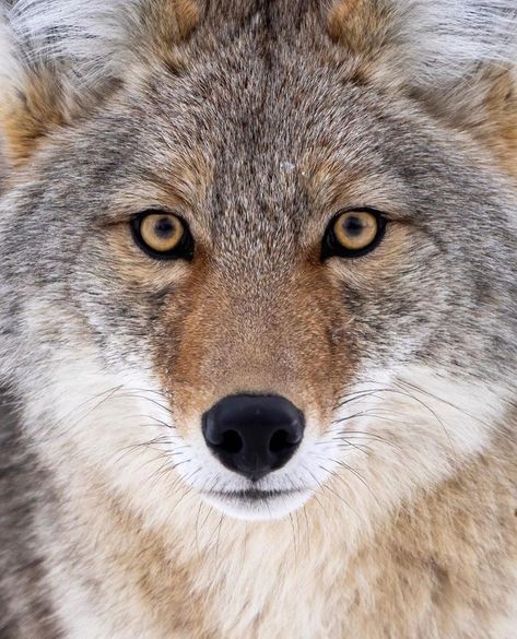 Coyote Animal, Dumbo Rat, Long Eared Owl, Flying Squirrel, Siberian Tiger, Arctic Fox, Weekend Plans, Yellowstone National, Yellowstone National Park