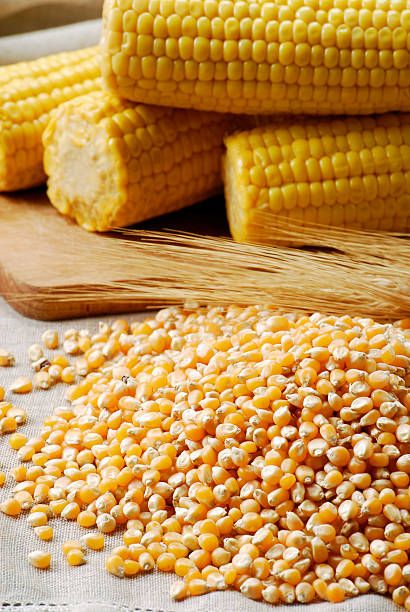 World's Best Corn Kernel Stock Pictures, Photos, and Images - Getty Images Corn Fields Photography, Corn Images, Corn Photo, Harvest Pictures, Colored Corn, Heaven Painting, Corn Grain, Cheap Groceries, Salad With Sweet Potato