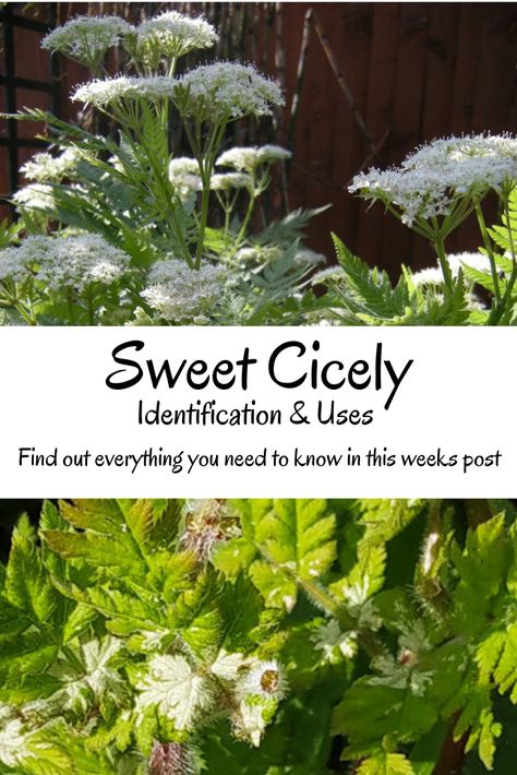 Sweet Cicely - Identification & Uses Sweet Cicely Recipes, Sweet Cicely, Chicory Flower Uses, Medicinal Cottage Garden, Edible Wild Plants In Virginia, Florida Foraging Edible Plants, Homeschool Binder, Wild Foraging, Forest School Activities