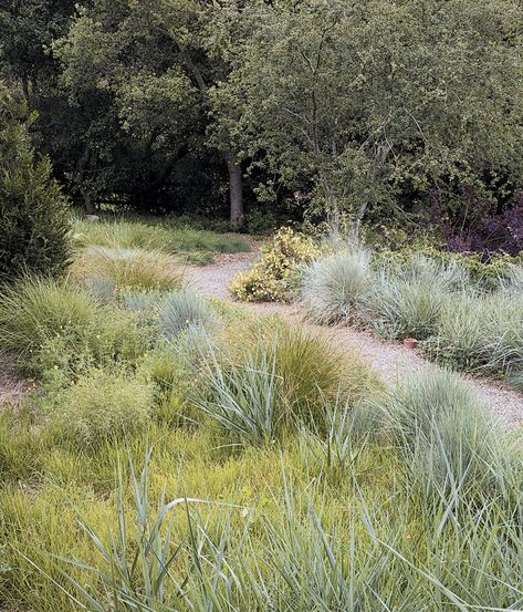 Landscape Styles, Ireland Garden, Landscape Residential, Portugal Design, Blue Oat Grass, Xeriscape Front Yard, Grass Alternative, Plant Palette, Grass Species