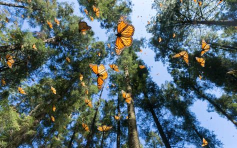 10 Wildlife Trips Where You Can Get Up Close With the World’s Coolest Animals | Just as humans gather for festivals every year, animals congregate around the world to put on impressive shows. And it’s easy to get where the wild things are if you know when and where to go. Butterfly Migration, Mexican Holiday, Overwintering, Aerial Dance, Monarch Butterflies, Butterflies Flying, Natural Phenomena, Butterfly Wallpaper, Butterfly Garden