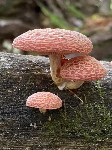 Wrinkled peach mushrooms, Southern Ontario, Canada. Photo: Alison Wawrzyniak. Peach Mushroom, Mushroom Plant, Plant Study, Mushroom Pictures, Southern Ontario, Slime Mould, Faeries Gardens, Magic Mushroom, Mushroom Fungi