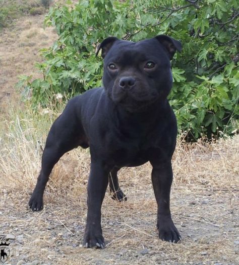 English Staffordshire Terrier, Staffy Bull Terrier, Staff Bull Terrier, Staffordshire Bull Terrier Puppies, Rip Dog, Pitbull Boxer, Pitbull Puppies For Sale, Bully Breed, Cute Little Puppies