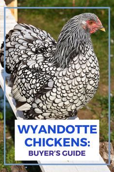 What egg colors do wyandotte chickens lay? Find out where to buy blue laced wyandotte chickens for sale. Wyandottes Chickens, Wyandotte Chicken Eggs, Silver Laced Wyandotte Chickens, Wyandotte Chickens, Laced Wyandotte, Egg Colors, Wyandotte Chicken, Chickens For Sale, Chicken Mama