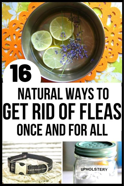 Getting rid of fleas is definitely not easy. But if you know these effective home remedies for fleas, you can save yourself and your pet from an infestation. Learn how to get rid of fleas on dogs, on cats, and in the house once and for all. #diy #fleas #getridoffleas #killfleas #homehacks #pet Home Remedy For Fleas On Cats, Getting Rid Of Fleas On Cats, Flea Infestation Home How To Get Rid, Get Rid Of Fleas In House, How To Get Rid Of Fleas On Dogs, Diy Flea Spray, Remedies For Fleas On Dogs, Natural Flea Killer, Flea Spray For House