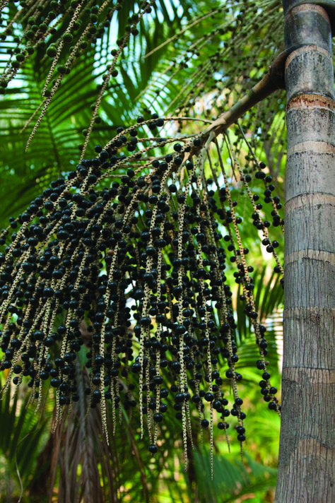 Acai Tree, Things Everyone Should Know, Natural Pain Killers, Health Game, Acai Fruit, Fruit List, Tall Buildings, Restaurant Lounge, Tree Images