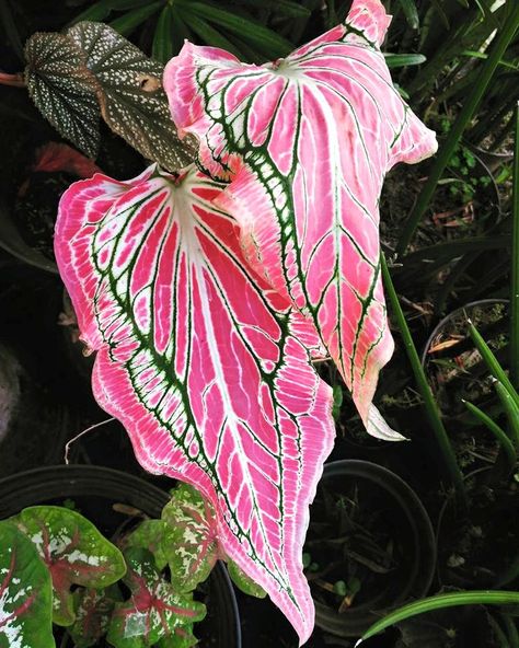 Caladium growing indoors in pots - Tropics @Home Caladium Garden, Inside Plants, Pink Plant, Evergreen Plants, Unusual Plants, Unusual Flowers, Monstera Plant, House Plants Indoor, Pretty Plants