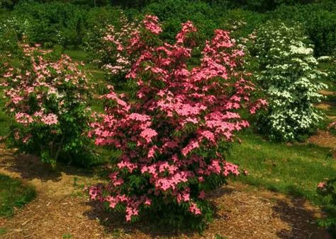 Cornus kousa Scarlet Fire (Kousa Dogwood) Scarlet Fire Dogwood, Kousa Dogwood Tree, Fire Tree, Kousa Dogwood, Cornus Kousa, Plantain Lily, Lady's Mantle, Flowering Cherry Tree, Fuchsia Flowers