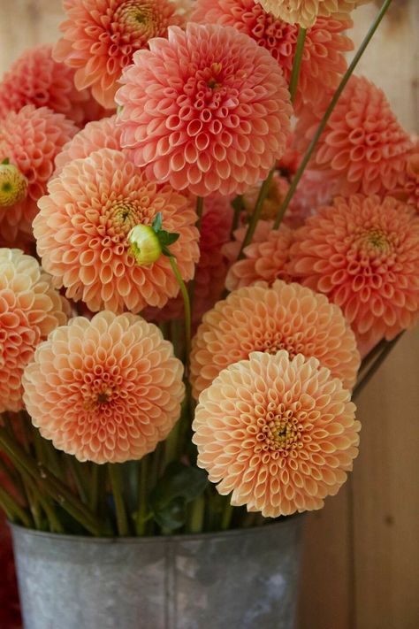 Dalia Flower, Dahlia Bouquet, Dahlia Flowers, Nothing But Flowers, Beautiful Bouquet Of Flowers, Dahlia Flower, Christmas Decor Ideas, Flower Farm, Succulents Garden