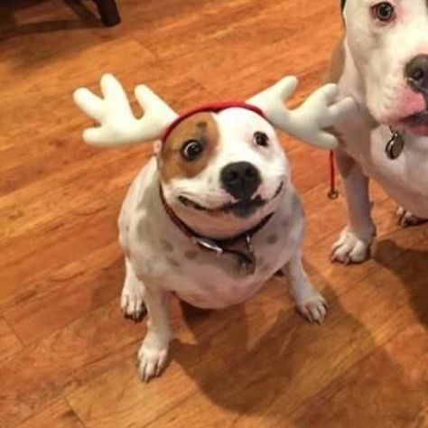 Doggies Funny, Matching Pfp Couple Christmas, Christmas Profile Pictures, Matching Christmas Pfp Friends, Dog Match, Animal Icon, Silly Cats Pictures, Silly Dogs, Memes Xd