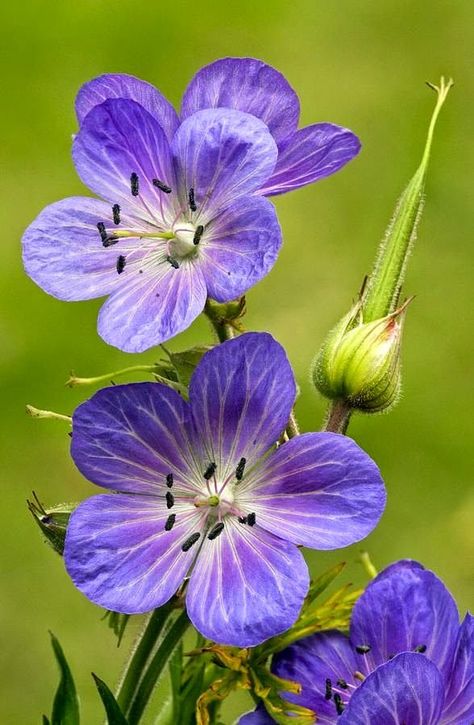 Meadow Cranesbill Geranium Pratense, Cranesbill Geranium, Săpunuri Handmade, Airbrush Art, Foto Art, Exotic Flowers, Types Of Flowers, Flowers Nature, Beautiful Blooms