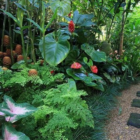 Tropical Garden Design - Your Staycation Oasis! Bulbs Garden Design, Subtropical Garden, Shaded Garden, Tropical Landscape Design, Tropical Garden Design, Tropical Backyard, Tropical Gardens, Garden Shrubs, Garden Bulbs