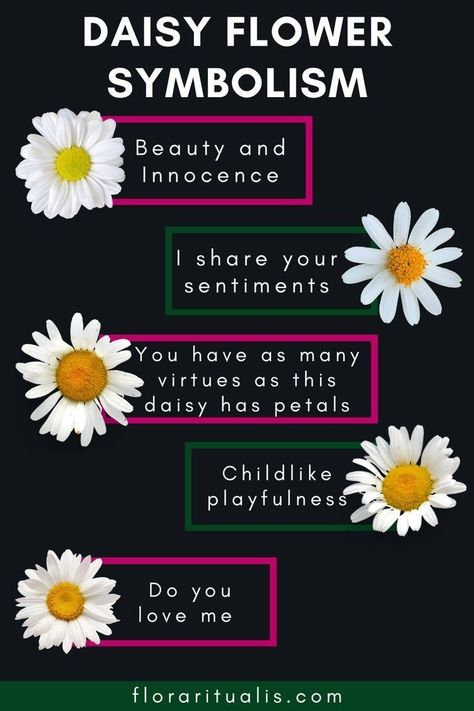 Meaning Of Daisy Flowers, Daisy Meaning Flowers, Daisy Symbolism, Daisy Meaning, Flowers Language, Daisy Flower Garden, Cherry Blossom Painting Acrylic, Daisy Name, Plants Names