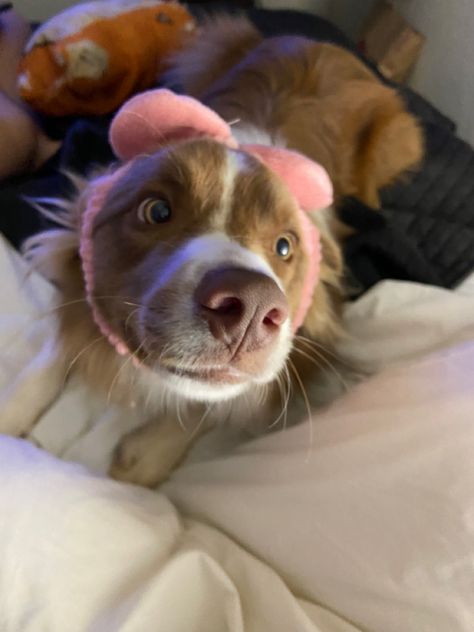 Brown And White Border Collie, Mini Border Collie, Border Collie Aesthetic, Brown Border Collie, Brown Border, Really Cute Dogs, Pets 3, Super Cute Animals, Pretty Animals