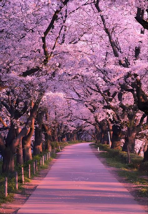 South Korea Photography, Infrastructure Development, Japan Cherry Blossom, Cherry Blossom Trees, Cherry Blossom Season, Sakura Tree, Go For A Walk, Nothing But Flowers, Pretty Landscapes