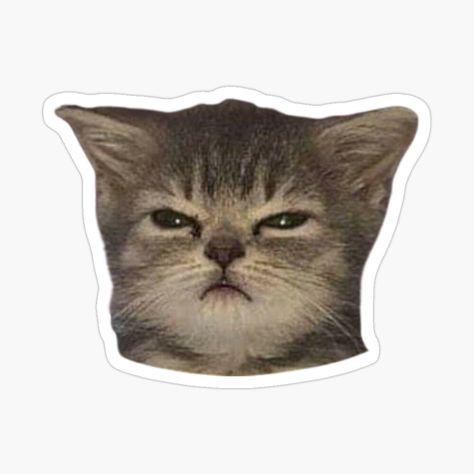 Cat Face Sticker, Funny Cats Stickers, Angry Cat Mood, Sticker For Print, Stickers To Print Out, Cool Stickers Art, Stickers Png Cute, Funny Sticker Ideas, Gatos Stickers