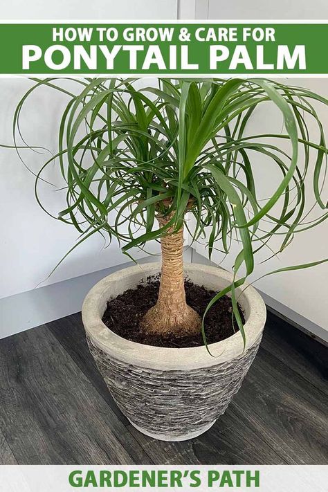 A close up vertical image of a ponytail palm (Beaucarnea recurvata) growing in a ceramic pot set in the corner of a residence. To the top and bottom of the frame is green and white printed text. Ponytail Plant, Ponytail Palm Care, Ponytail Palm Tree, Ponytail Palm, Plant Care Houseplant, Chinese Money Plant, Indoor Trees, Palm Plant, Water Wise