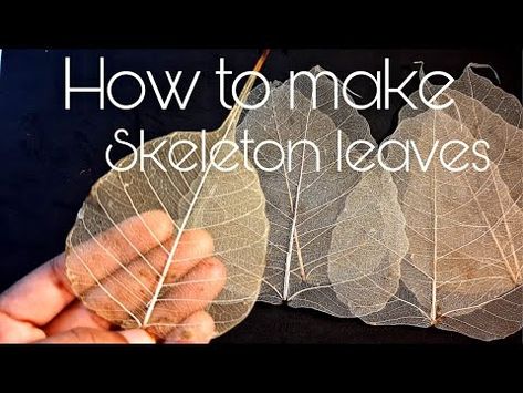 (7675) How to make skeleton leaf / peepal leaf skeleton only using water - YouTube Skeleton Leaf Diy, How To Make Skeleton Leaves, Leaf Skeleton Art, Skeleton Leaf Art, Peepal Leaf, Rock Crafts Diy, Leaf Art Diy, Leaf Print Art, Pressing Flowers