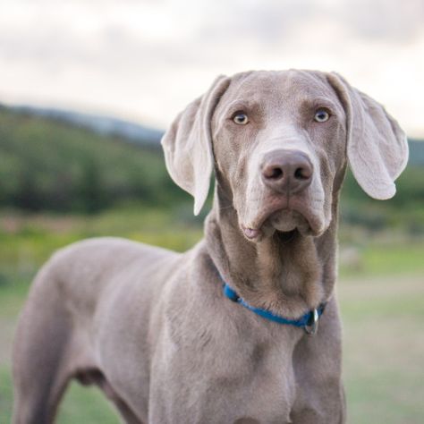 Maximilian, 7-month-old Weimaraner Weiramaner Dog, Blue Weimaraner, Dog Memes Funny, Weimaraner Puppies, Weimaraner Dogs, Golden Puppy, Funny Dog Photos, Funny Dog Memes, Weimaraner