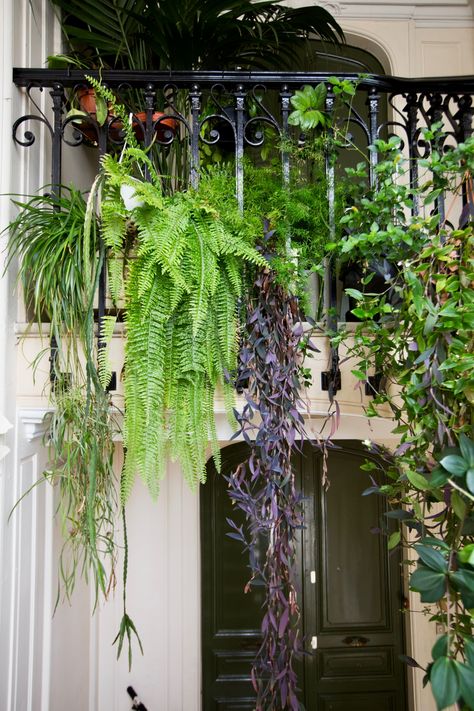 A cascade of ferns and vines creates a curtain of mystery and privacy for an entryway. Cascading House Plants, French Balcony Garden, Balcony Flowers Ideas, Plants On Balcony, Spanish Balcony, Parisian Balcony, Houseplant Ideas, Paris Balcony, Balcony Gardens