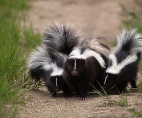 Skunk Repellent, Skunk Removal, Skunk Drawing, Getting Rid Of Skunks, Striped Skunk, Skunk Smell, Baby Skunks, Skunk Hair, Wood Photography