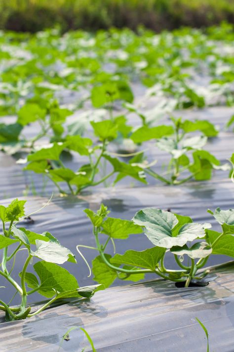 What To Do With Bitter Cucumbers, Bitter Cucumber, Bitter Cucumbers, Easy Houseplants, Epson Salt, Balcony Gardens, Small Balcony Garden, Growing Cucumbers, Perennial Shrubs