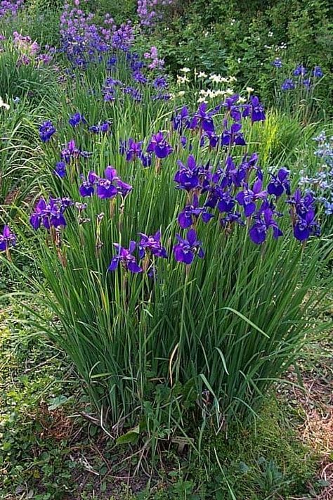 Siberian irises: how to grow. Location, soil, disease and planting Iris Siberica, Iris Flowers Garden, Pea Trellis, Iris Sibirica, Siberian Iris, Dogwood Tree, Virginia Creeper, Backyard Plan, Iris Garden