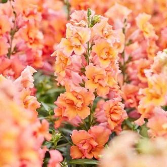 Snapdragon Seeds | Shop 17 Varieties | Eden Brothers Seed Planting Guide, Snapdragon Seeds, Fall Perennials, Sweet Pea Seeds, Fragrant Garden, Lily Bulbs, Amaryllis Bulbs, Fall Bulbs, Seed Shop