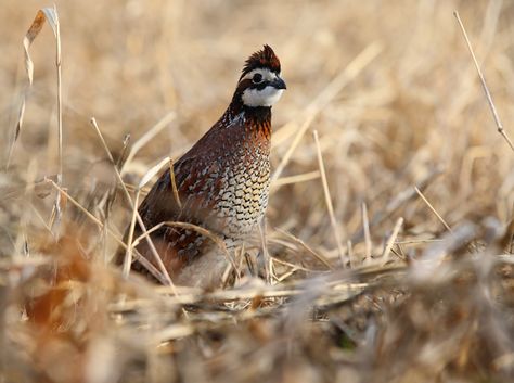 How to Attract More Quail to Your Property | Outdoor Life Rustic Showers, Home Advertising, Grouse Hunting, Deer Food, Wildlife Management, Upland Bird Hunting, Dream Ranch, Hunting Property, Dove Hunting