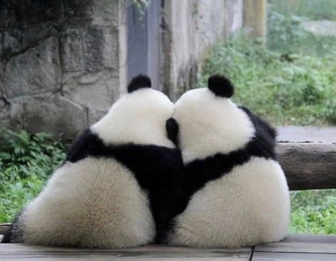 Tag Your Best Friend, Panda Bears, Best Friend, Bears, Black And White, White, Instagram, Black, Pandas