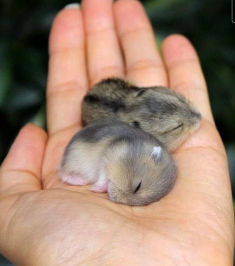 Baby Hamster, Animal Ideas, Cute Small Animals, Cute Animals Puppies, Cute Rats, Funny Animal Photos, Baby Animals Pictures, Cute Hamsters, Super Cute Animals