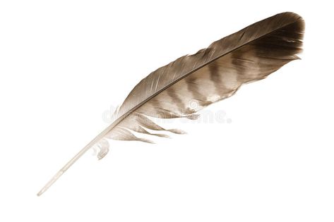 Variegated eagle feather. Isolated on white background , #spon, #feather, #eagle, #Variegated, #background, #white #ad Eagle Feather Drawing, Golden Eagle Feather, Eagle Feather Tattoos, Feather Bird, Feather Drawing, Eagle Feather, Feather Texture, Eagle Feathers, Turkey Feathers