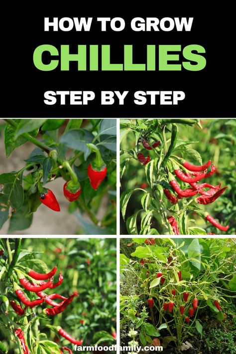 How to grow Chillies from seeds step by step #gardeningtips #farmfoodfamily Drying Onions, Farm Ville, Peppers Growing, Selling Plants, Growing Hot Pepper, Small Holding, Chilli Plant, Growing Peppers, Urban Homestead