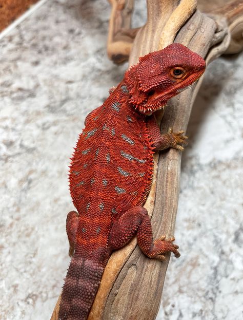 Red Monster Bearded Dragon, Bearded Dragon Morphs, Beard Dragon, Breaded Dragon, Red Bearded Dragon, Bearded Dragon Tattoo, Pet Reptiles, Dragon Pet, Lizard Dragon