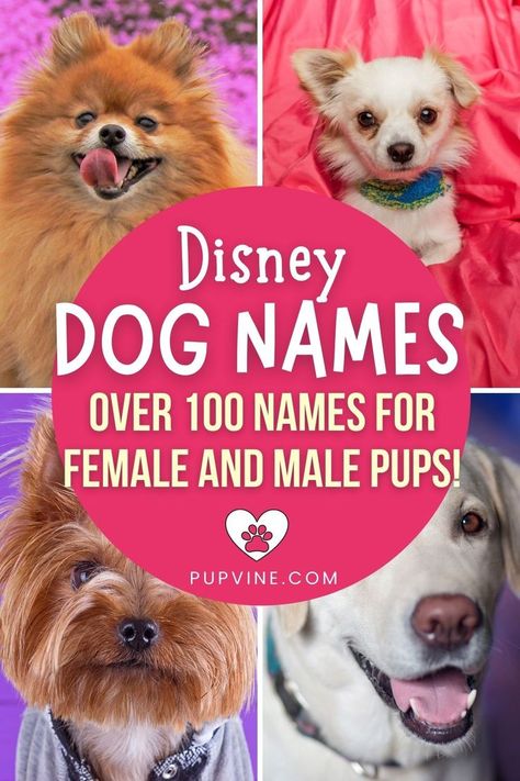 Disney Dog Wallpaper, Dog Names Disney, Disney Pet Names, Male Dog Names Unique, Disney Dog Names, Puppy Names Unique, Girl Pet Names, Dog Names Female, Disney Character Names